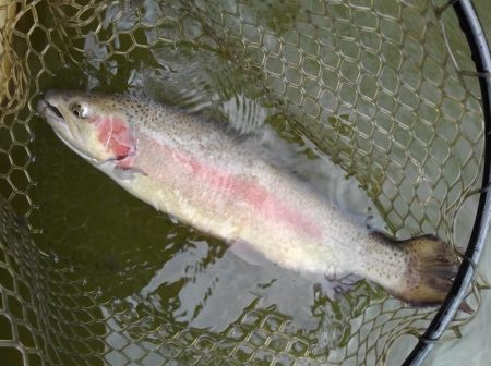 大安トラウトレイク 釣果